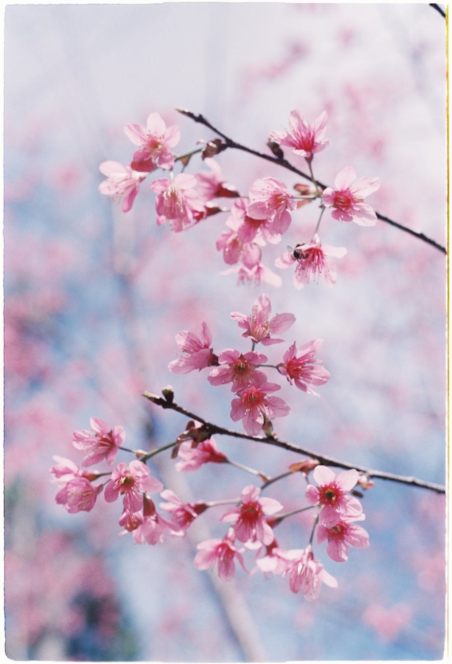 spring pink tree blossoms