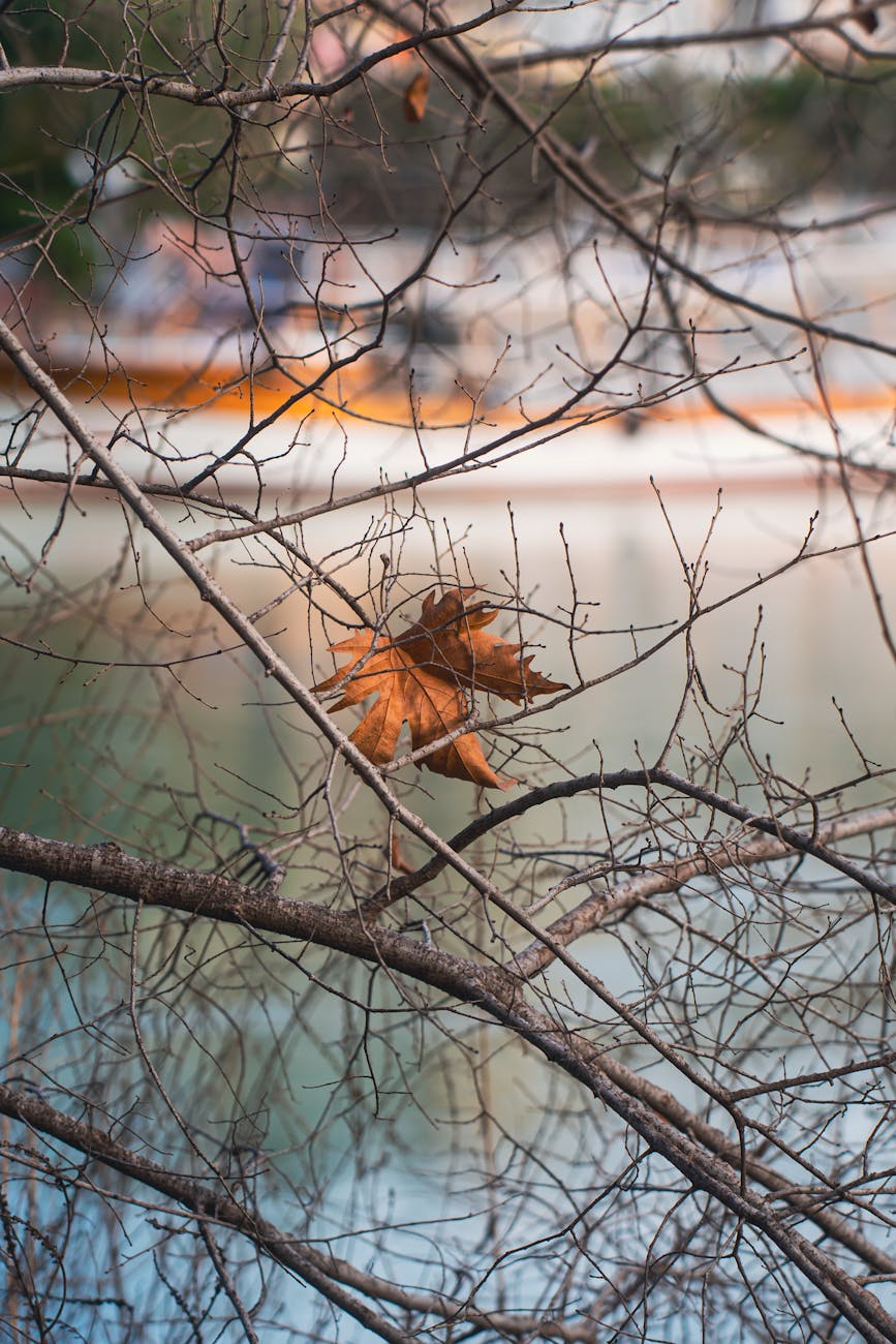 close up of a brown leaf lying between branches