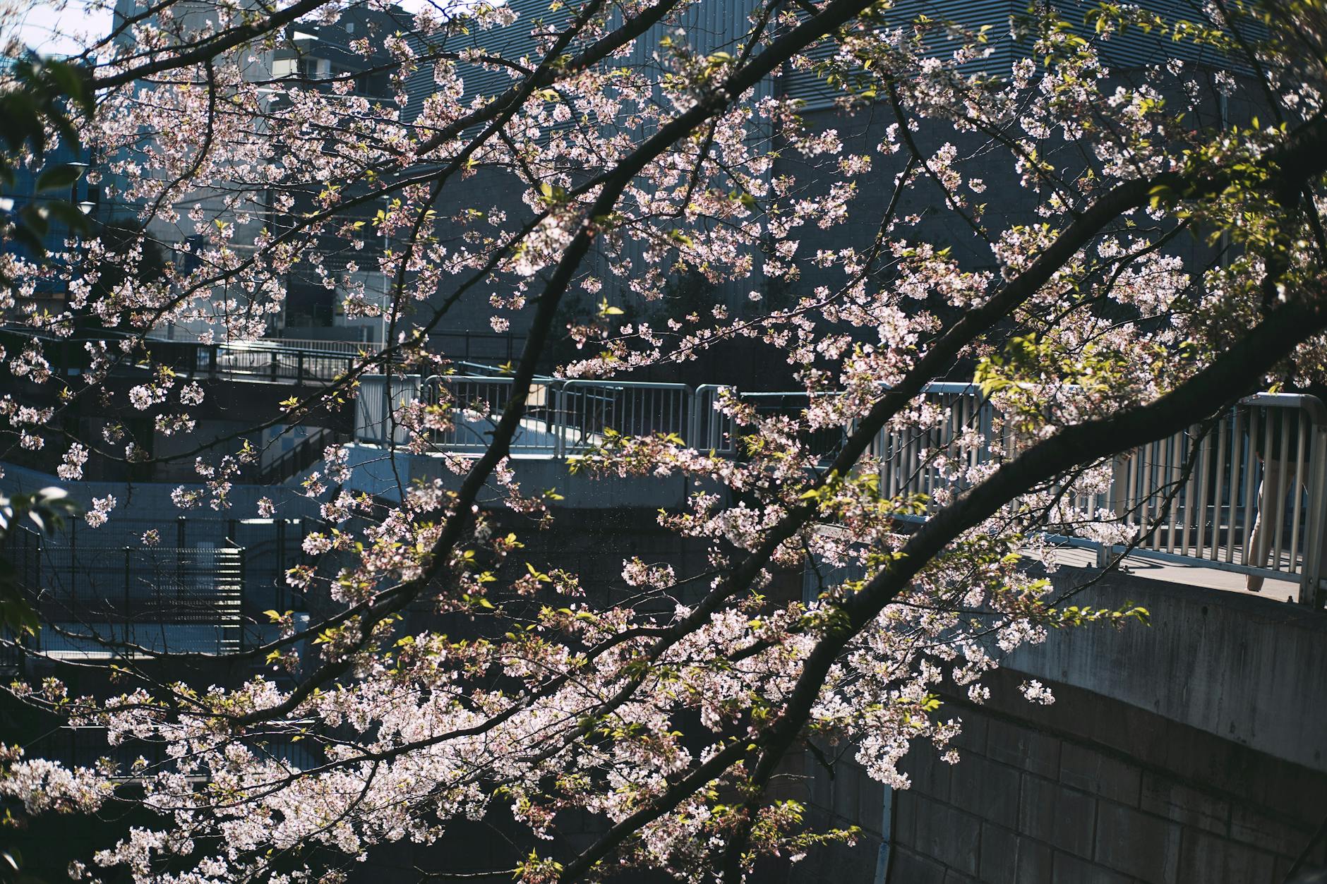 cherry blossom in bloom