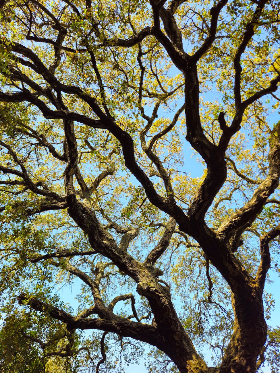 majestic oak tree branches against blue sky