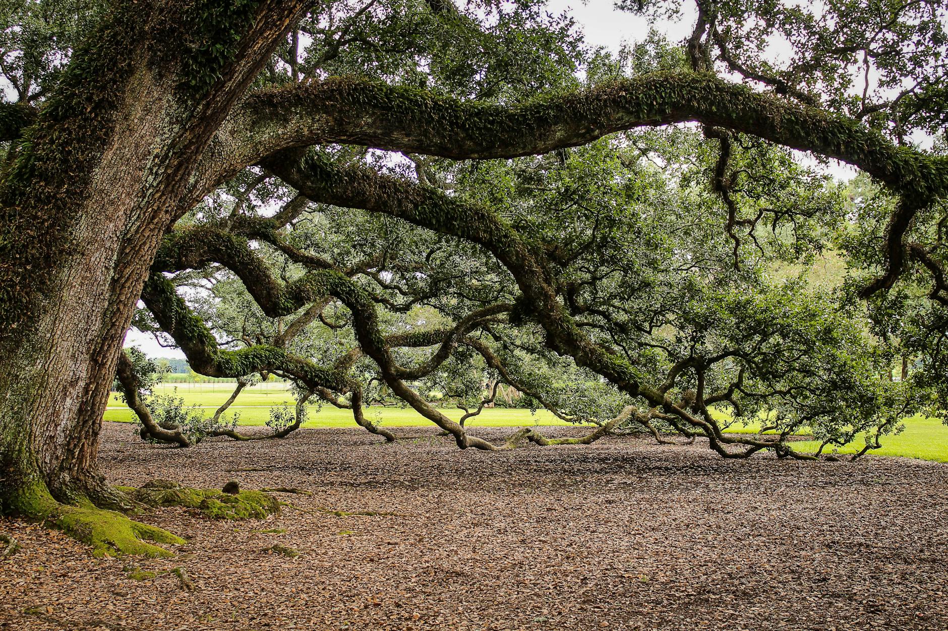 Branching in ChatGPT: How to Explore Ideas Without Losing Your Flow